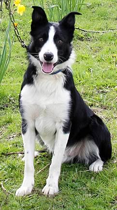 8,800gns world record price dog sheep dog