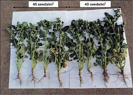 OIl Seed rape