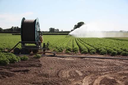 Potato Irrigation