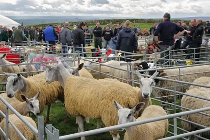 Roman Wall Show Judging