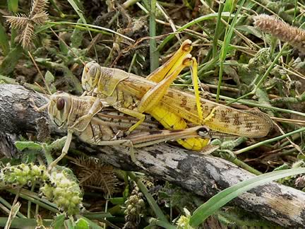 Locust
