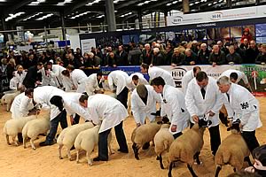 2012 Agri-Expo Sheep Judging
