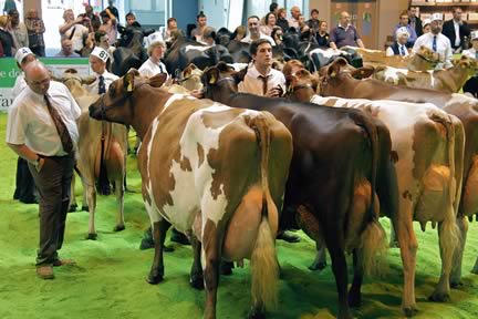 Livestock Event