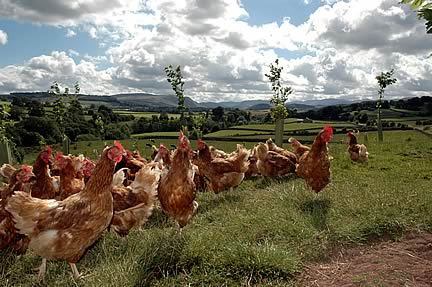 Free Range Hens