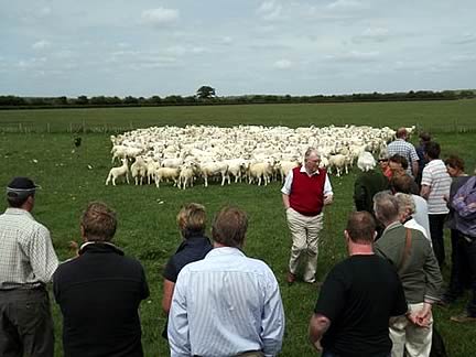 Easy Care Sheep