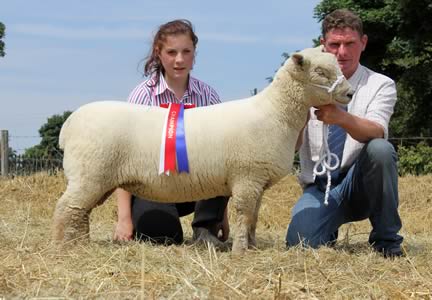 Southdown Record Female Price - Goodwood 12/01440