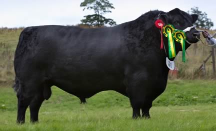 Albert De Cogan’s senior bull Rosemead Karona secured the senior and overall championship