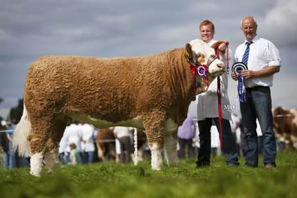 Female and supreme overall Simmental champion was Slieveroe Caroline shown by Christopher Weatherup, Ballyclare. Adding his congratulations is NI Simmental Club chairman Nigel Glasgow.