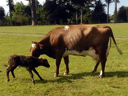 Dairy Shorthorn