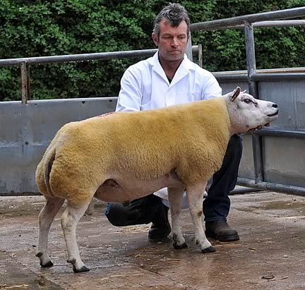 Champion and 1,700gns sale leader, Freckleton Rodney