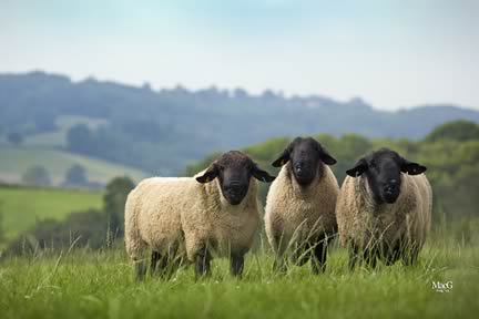 Suffolk Rams