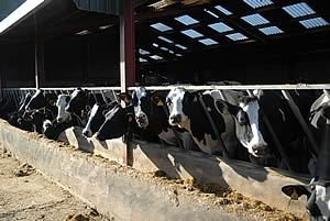 The milking cows at Wood Farm.