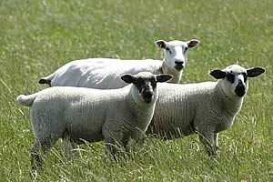 ewe and lambs