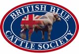 British Blue cattle