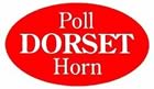 Poll Dorset Horn