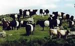 Belted Galloway Cattle Society