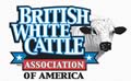 british white cow