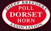 Poll Dorset Horn